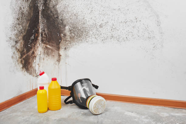 Best Residential Mold Remediation in Independence, VA