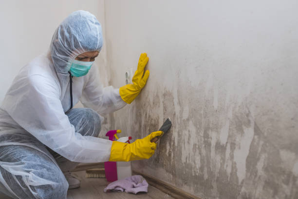 Best DIY Mold Remediation Support Services in Independence, VA