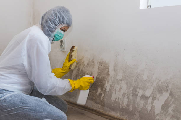 Best HVAC Mold Remediation in Independence, VA