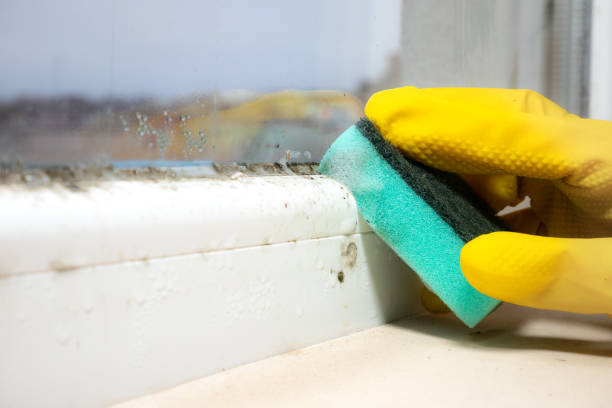 Professional Mold Remediation in Independence, VA