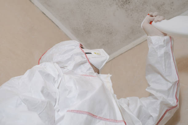 Best Commercial Mold Remediation in Independence, VA