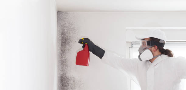 Best Post-Flood Mold Remediation in Independence, VA