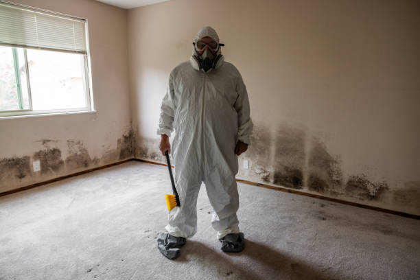 Best Commercial Mold Remediation in Independence, VA