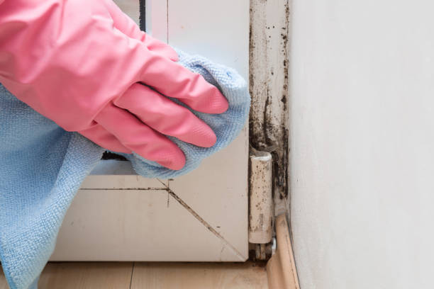 Best Post-Flood Mold Remediation in Independence, VA