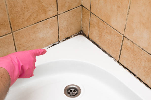 Best Residential Mold Remediation in Independence, VA